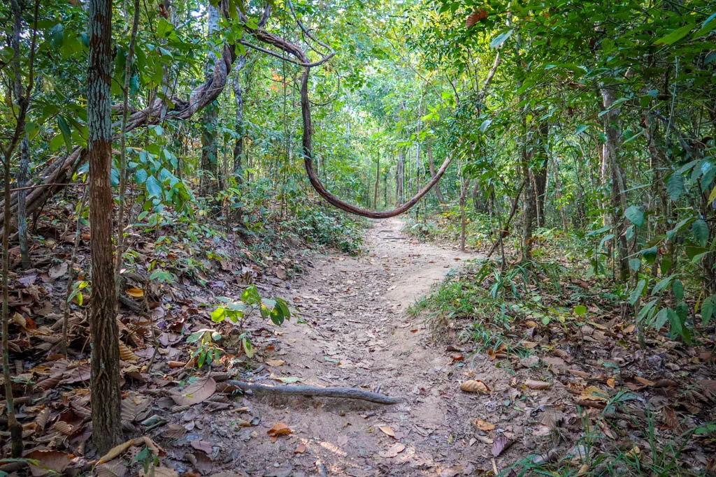 The Monk's Trail climbing through dry forest above Chiang Mai