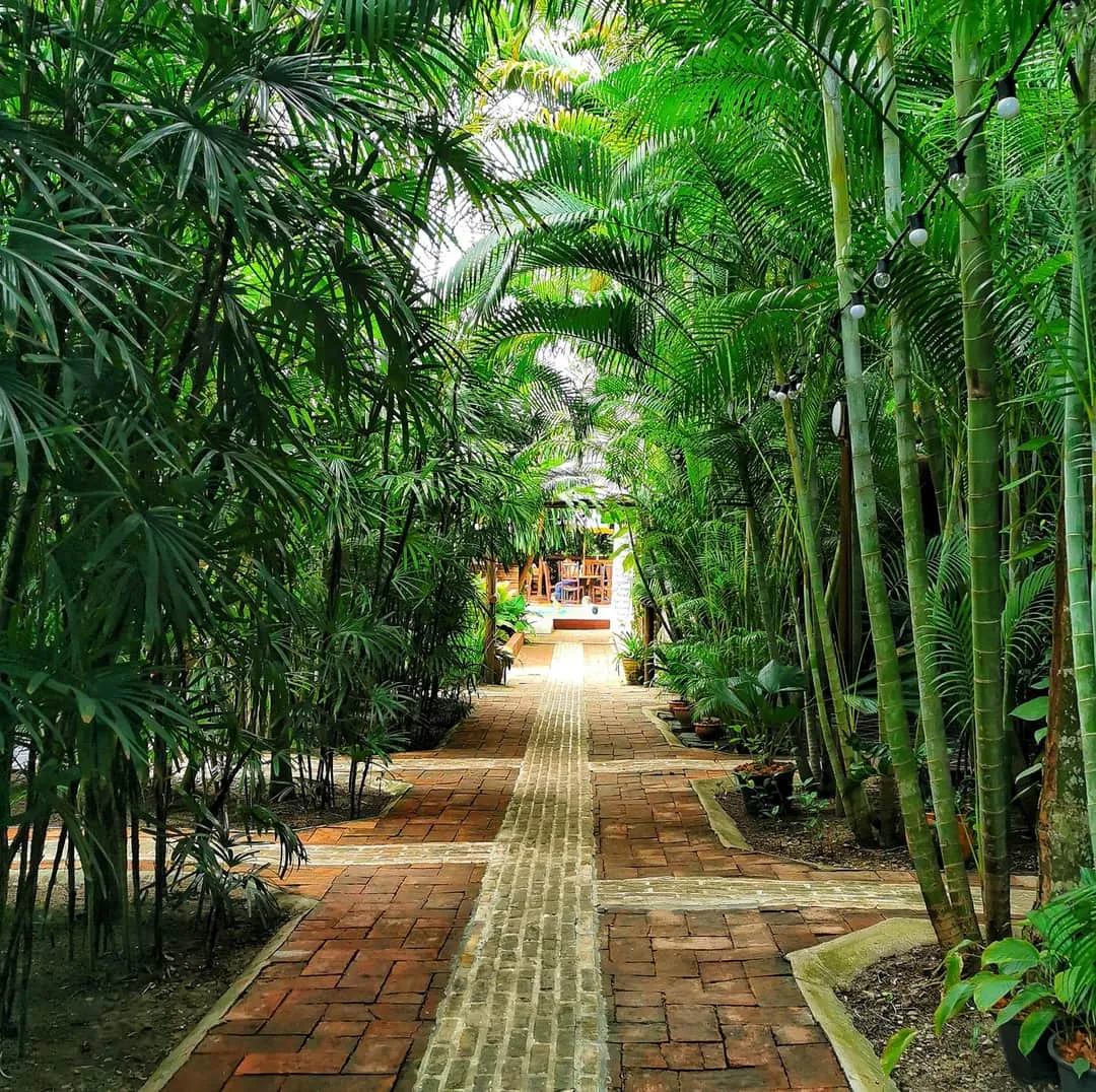 A brick path running through the bamboo
